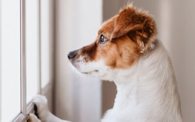 Help Your Pet With Surgery Recovery